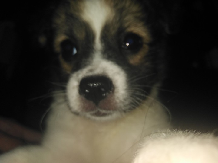my puppy dx