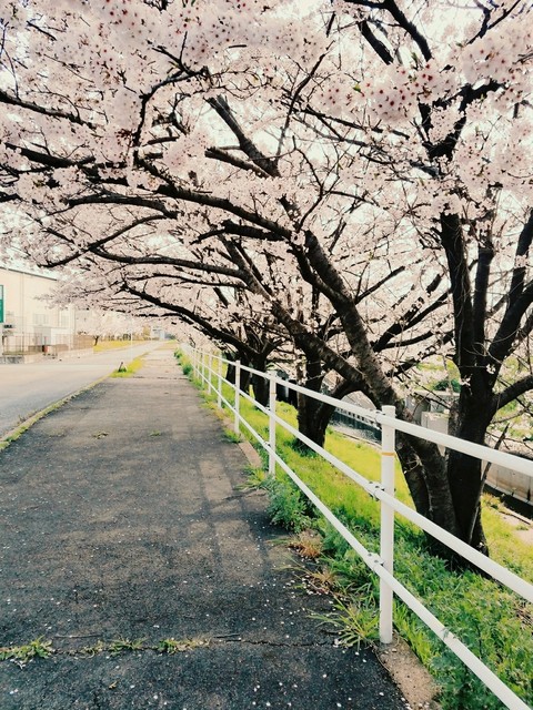 tapety blossom, tree