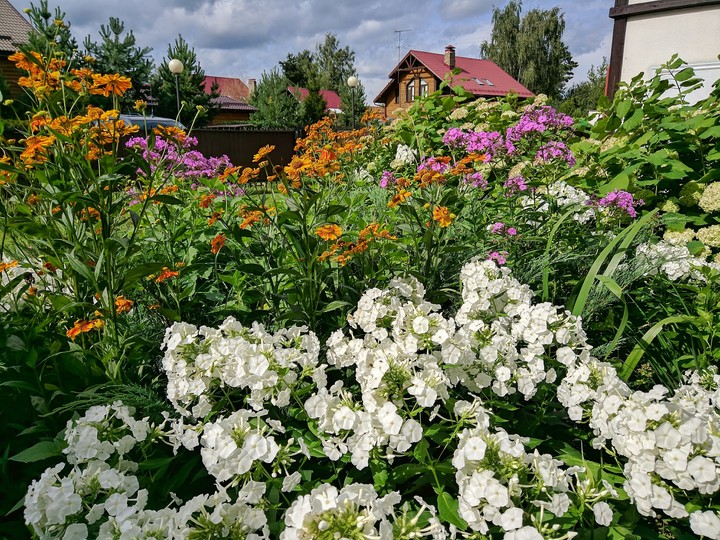 цветы