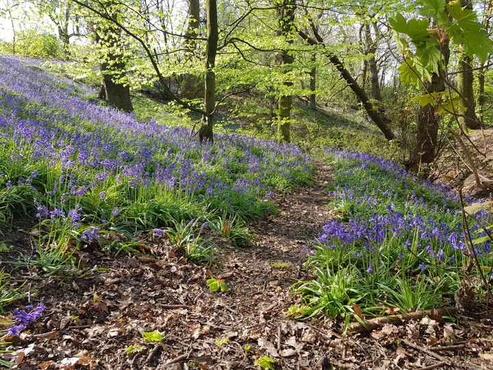 bluebell walk