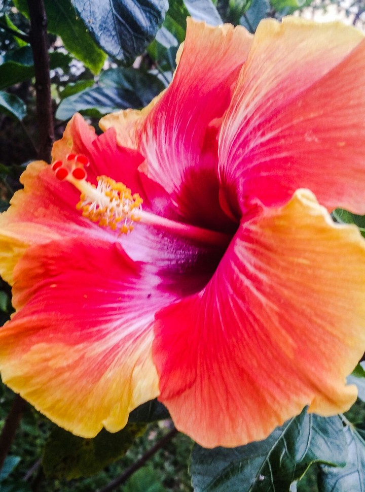 Colorful hibiscus