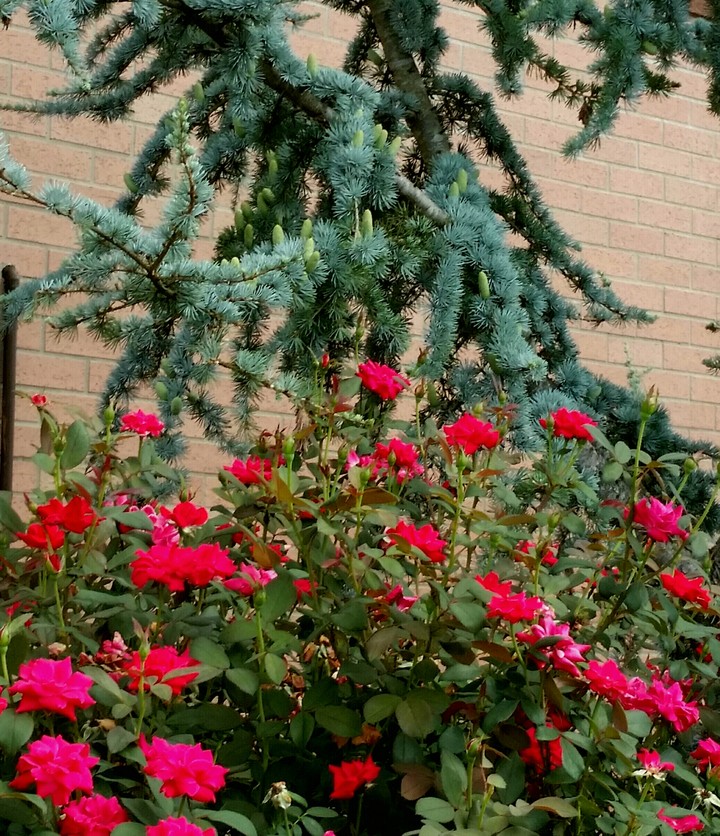 Nature