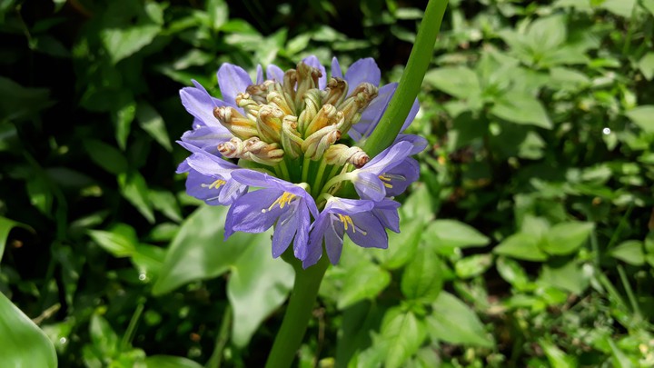 Water hyacinth flowers