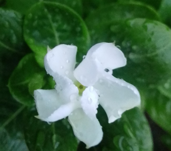 flower