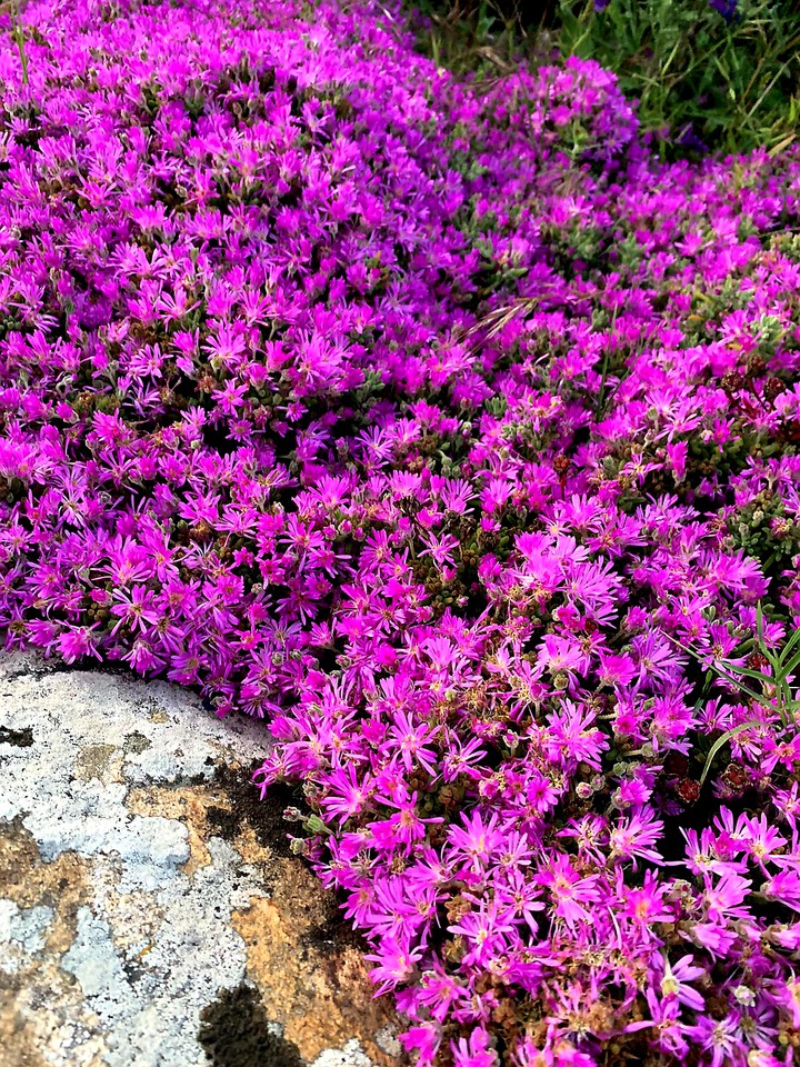 Natura