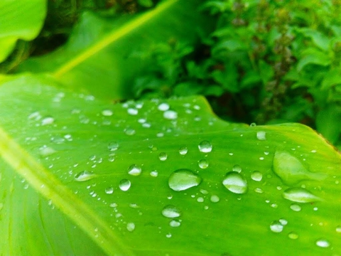 fonds d'écran moisture, liquid
