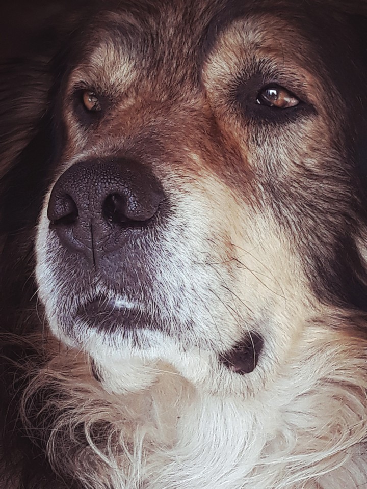 really dog