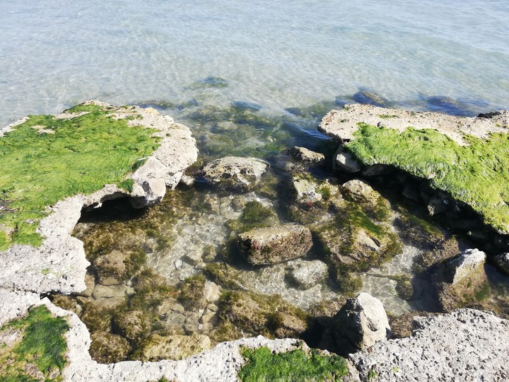 Mare