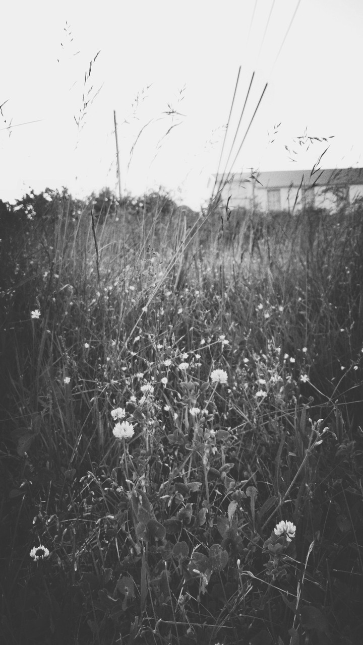tall grass