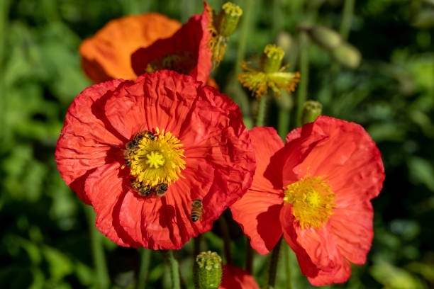 Honey bees on red poppies in a garden - stock photo