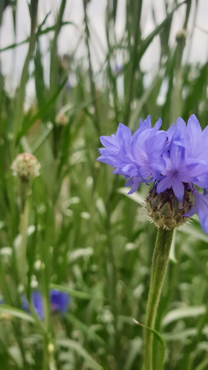 Blue flower