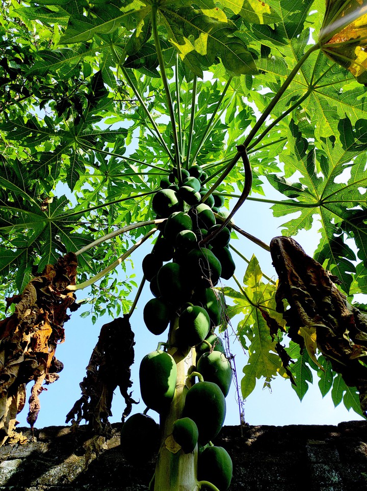 Papaya