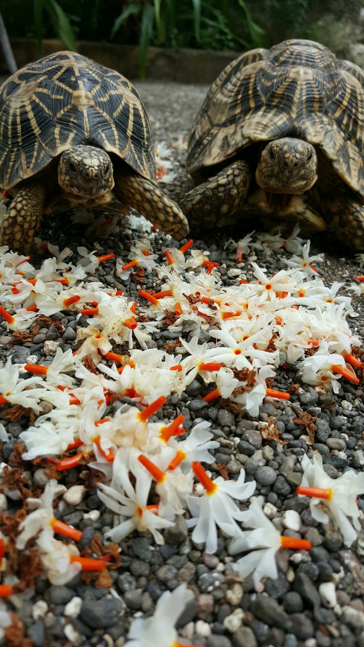 tortoise.