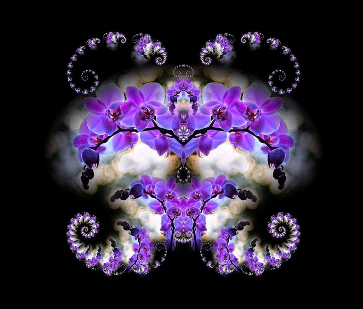 Orchidea