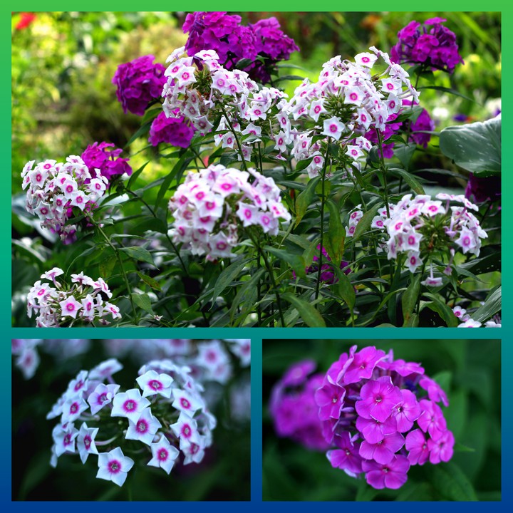 Phlox