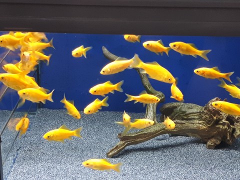 poisson