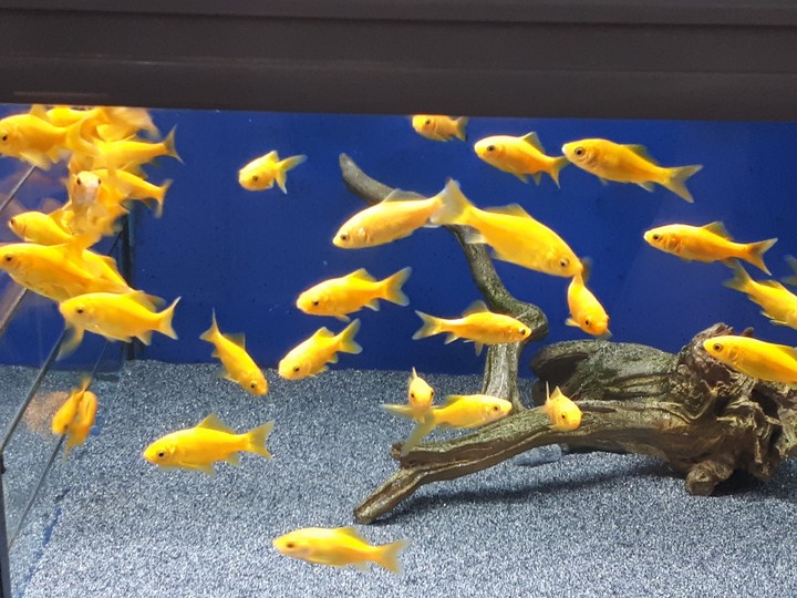 poisson