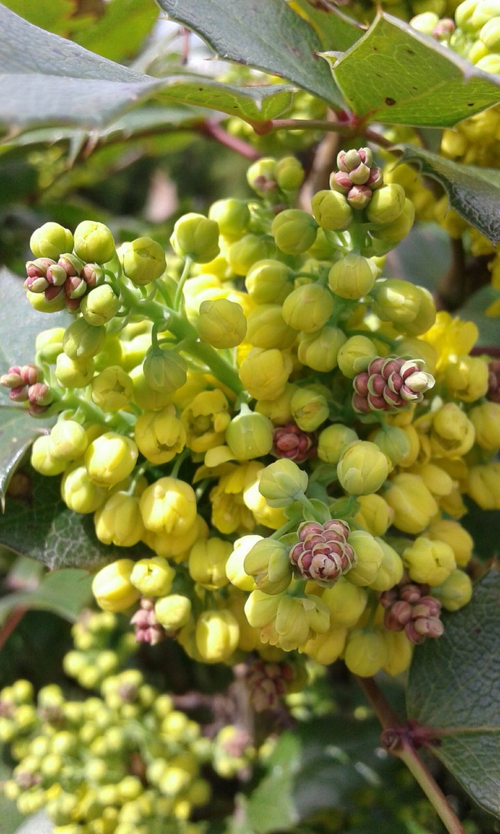 Yellow flowers