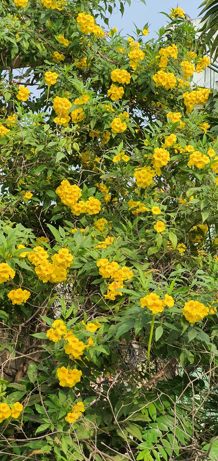 yellow flowers
