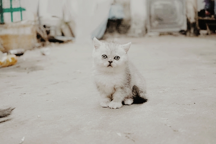 CAT_sama