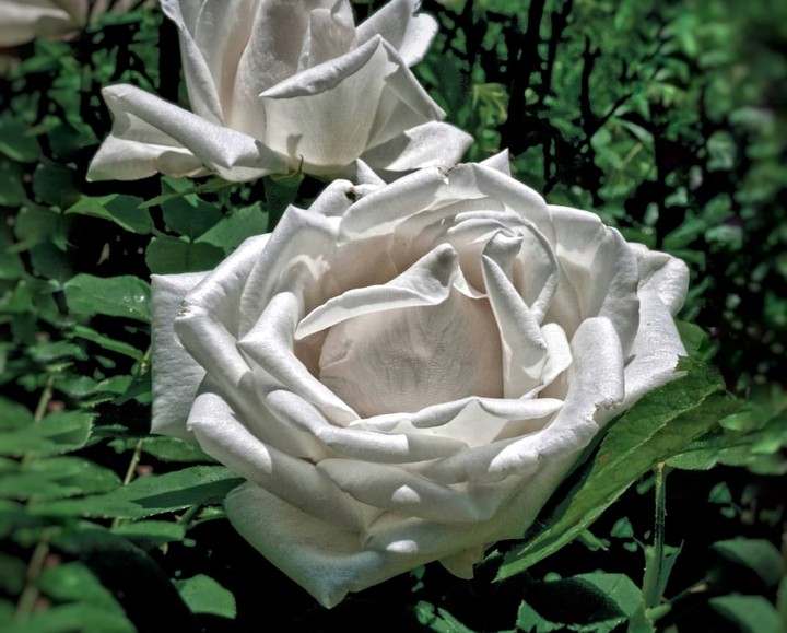 White_rose