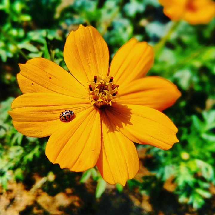 Sunflower