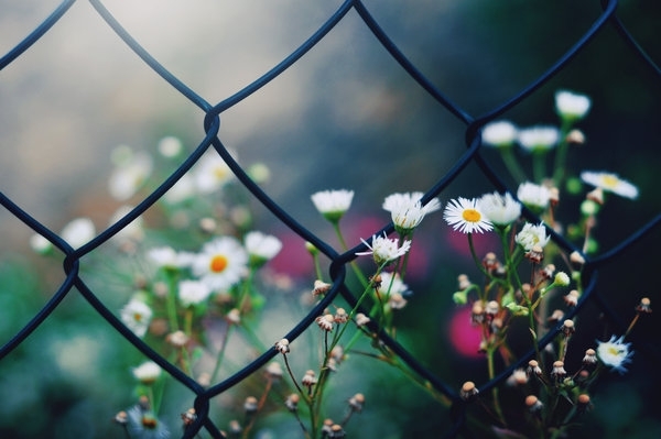 جوانی گوڵ لەهەر شوێنیک.the beauty of flower everyw