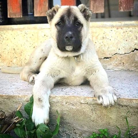 TURKISH KANGAL/SİVAS KANGAL