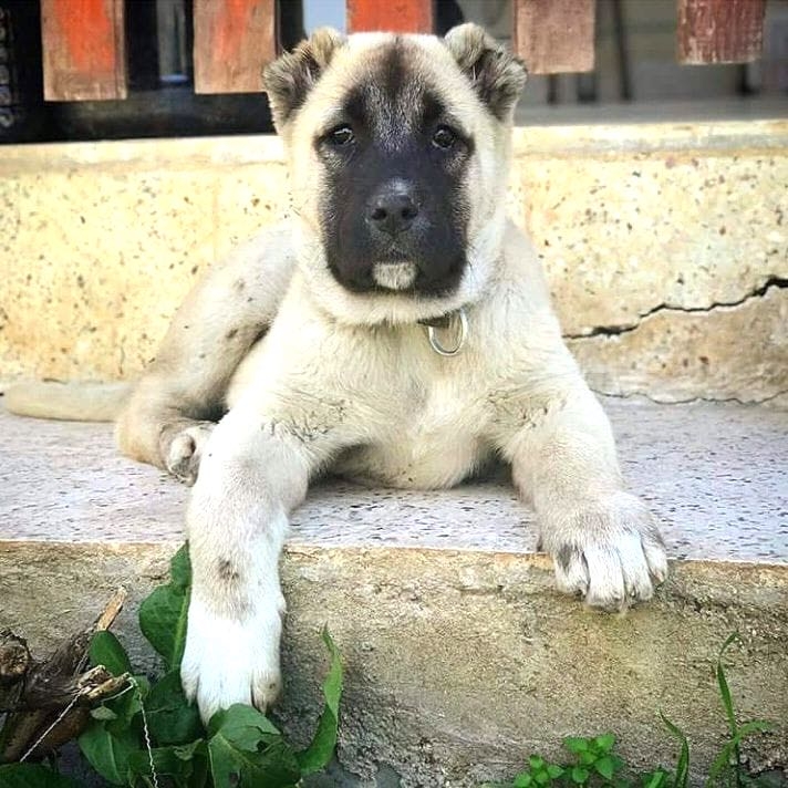 TURKISH KANGAL/SİVAS KANGAL