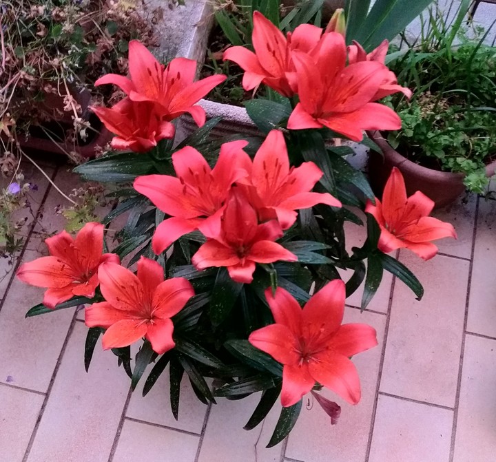 Lilium asiaticum red
