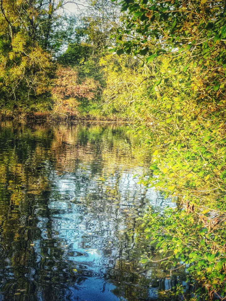 Teich nachmittag