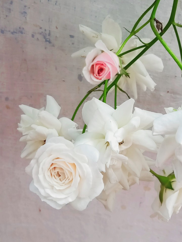 white rose