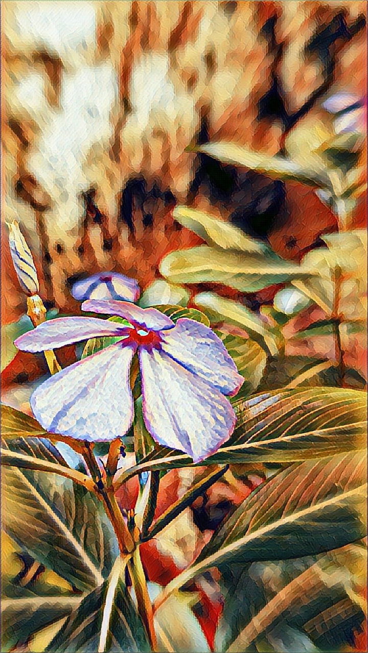 drawing flower