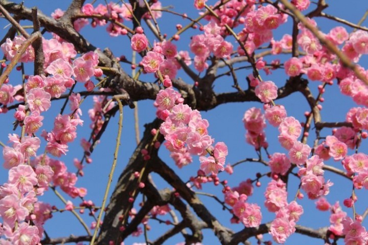 deep pink blossoms against blue sky