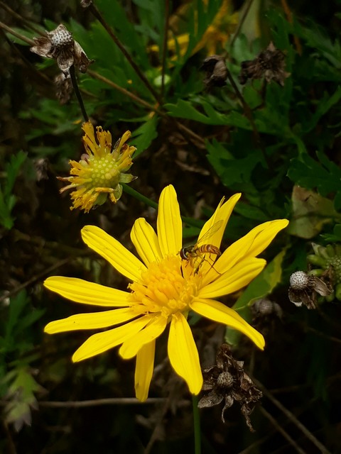 abeja en flor
