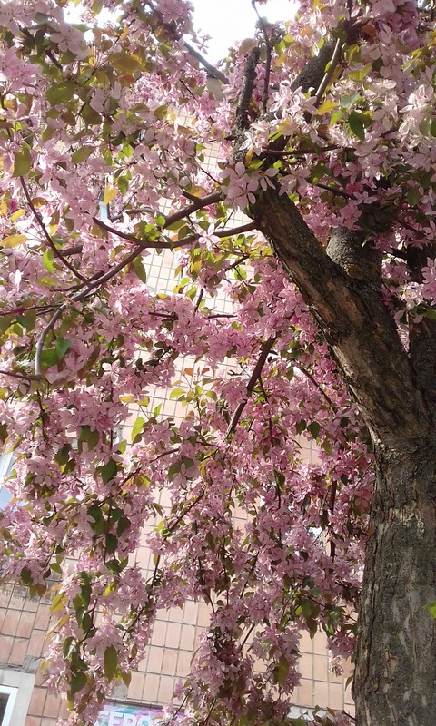 branch, flower桌布
