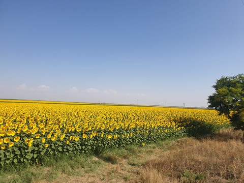Flower, ayçiçeği