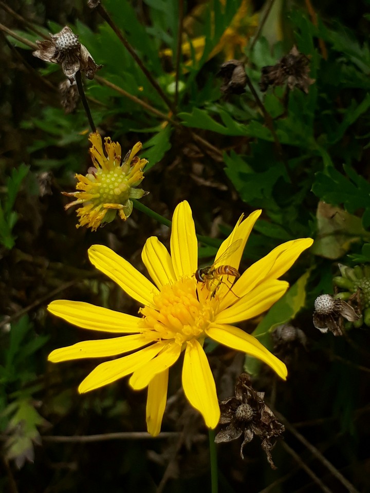 abeja en flor