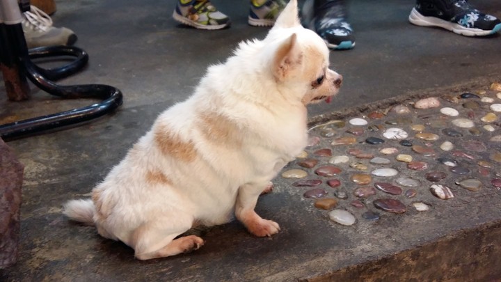 Dog