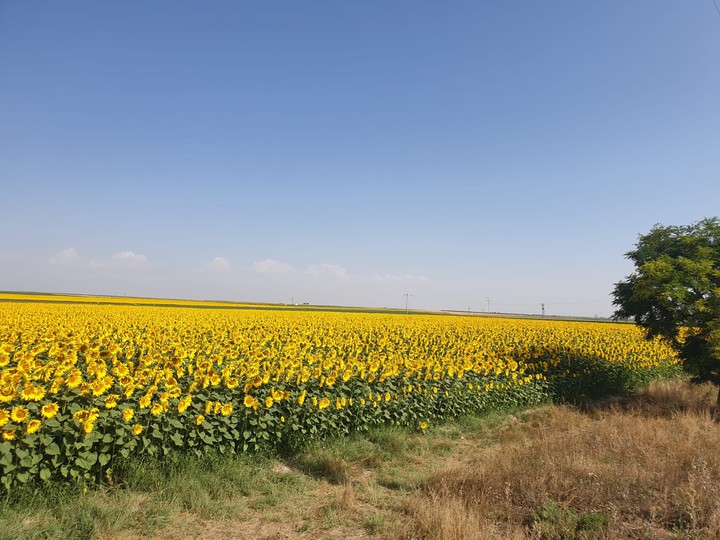 Flower, ayçiçeği