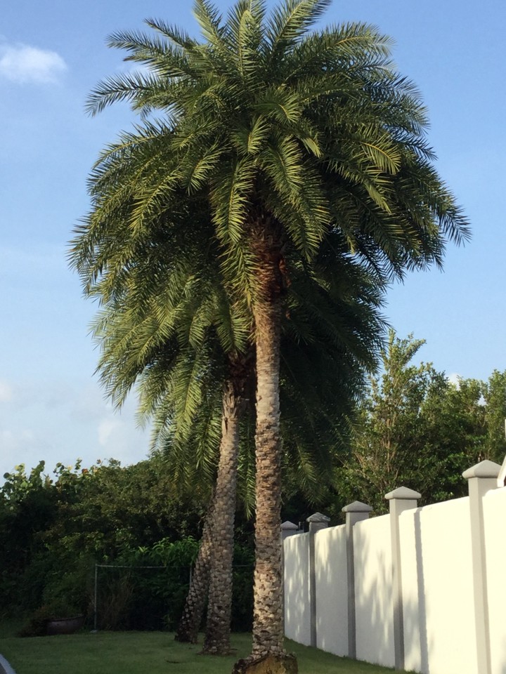planta