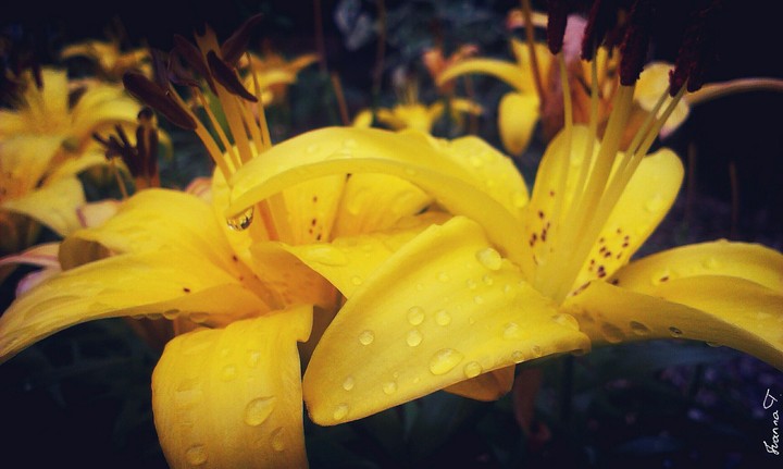 Yellow Lily