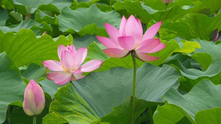 연꽃