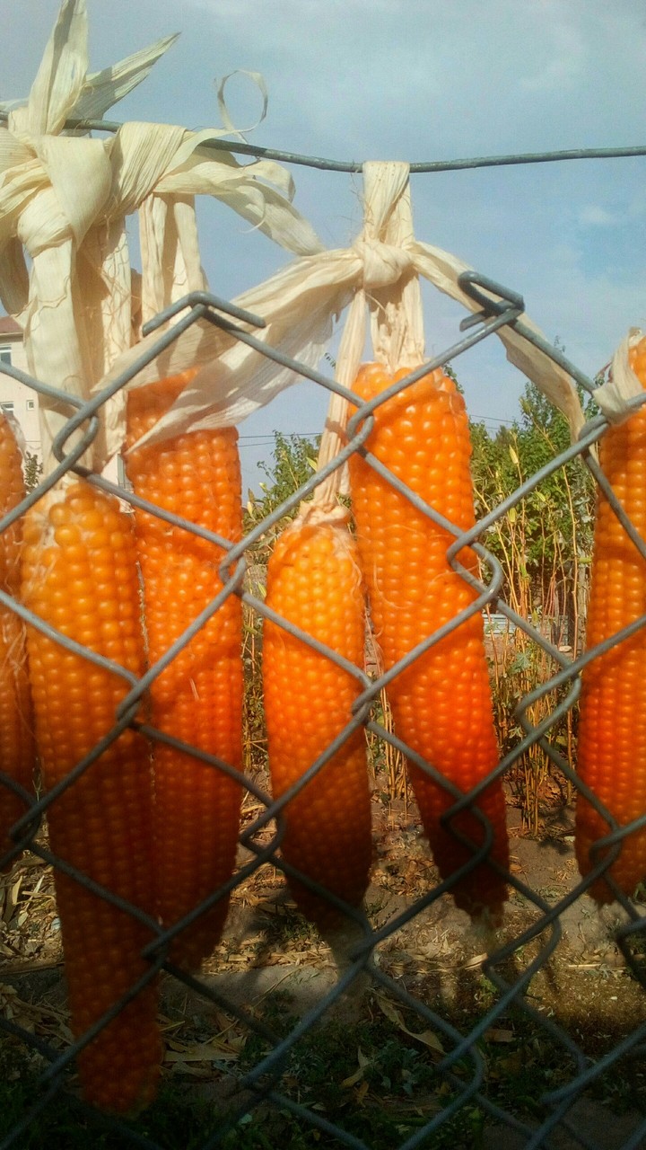 mısır