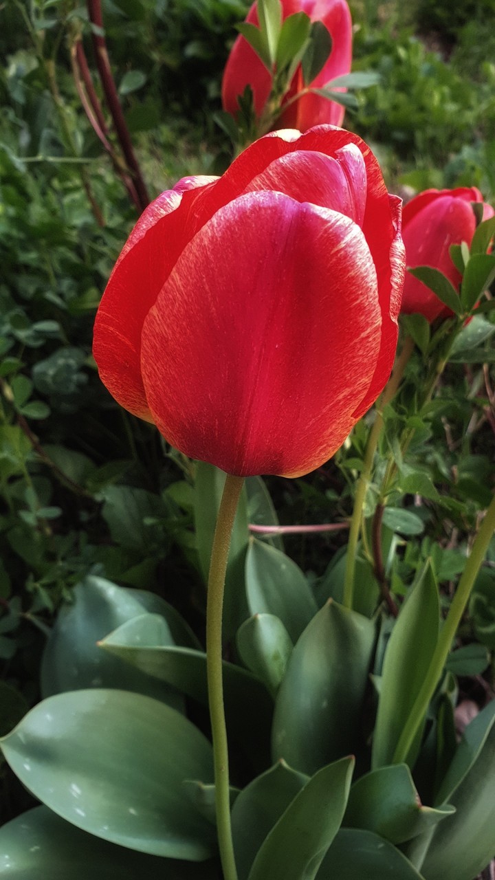 Tulip