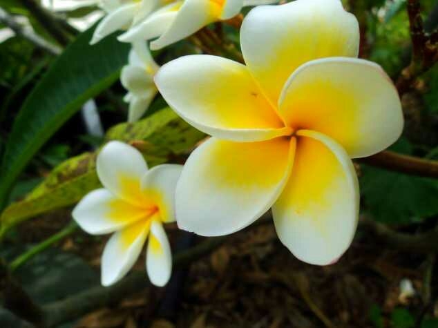 flora