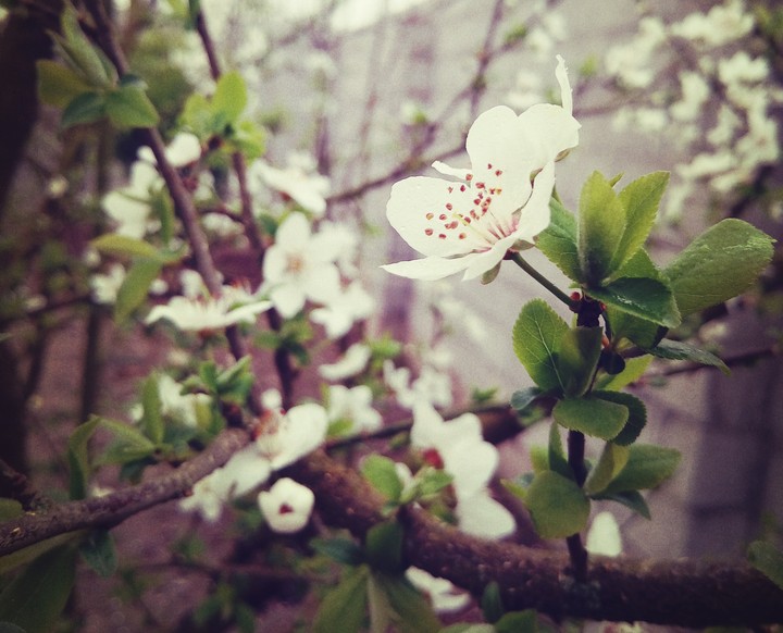 The beautiful bloom of the green tree