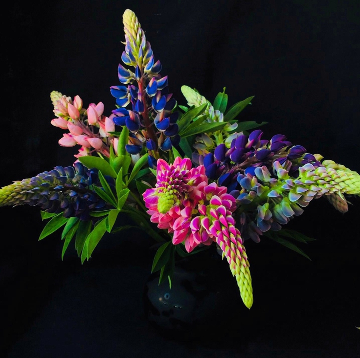 Lupine
