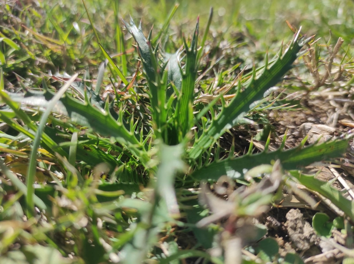 green