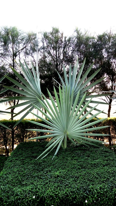 nature
